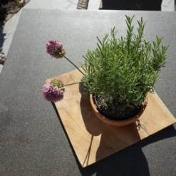 Ploß Rabida Sitzgruppe, Champagner-meliert, Polyrattan, Tisch 170 X 90 Cm, 4 Stapelsessel, Glasplatte In Steinoptik -Günstiges Garten Perle Geschäft 9 21072.jpg